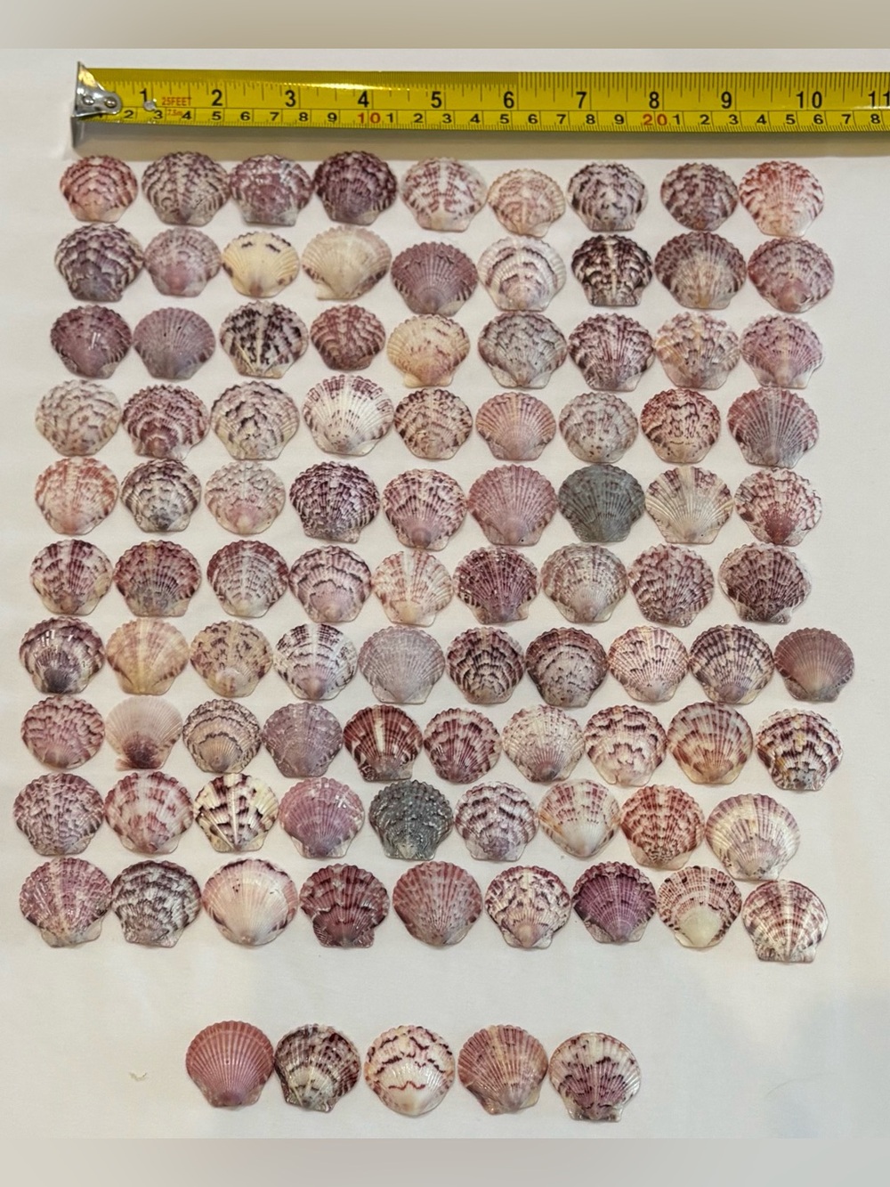 97 LOT SEA SHELLS SANIBEL, FLORIDA SCALLOPS 1 -1.25" MIX COLOR CRAFT OR COLLECT